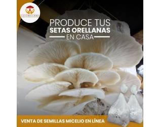 Producción Comercial de Setas Orellanas Champiñón Ostra