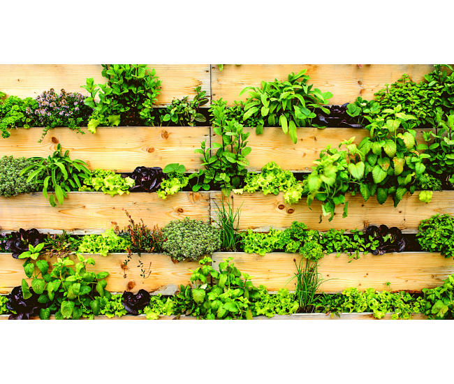 3 Cursos en 1: Jardín Vertical Profesional, Cuadros Vivos y Huertas Verticales