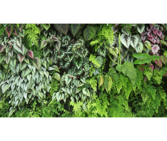 3 Cursos en 1: Jardín Vertical Profesional, Cuadros Vivos y Huertas Verticales