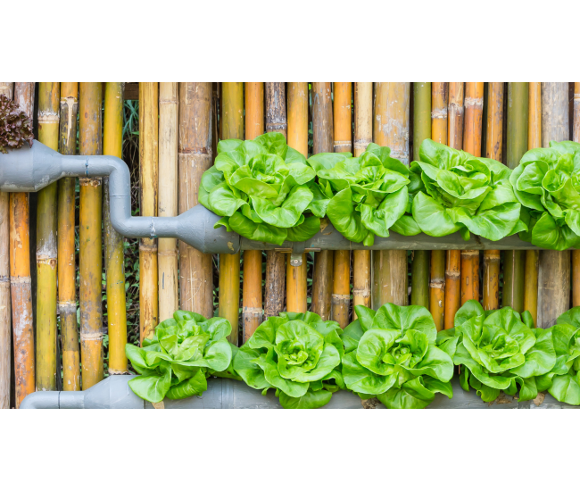 3 Cursos en 1: Jardín Vertical Profesional, Cuadros Vivos y Huertas Verticales