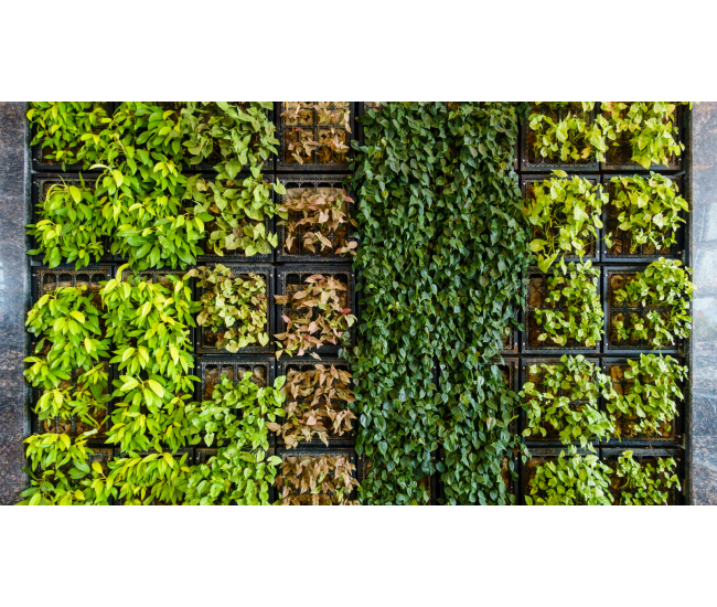 3 Cursos en 1: Jardín Vertical Profesional, Cuadros Vivos y Huertas Verticales