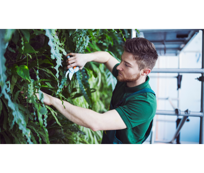 3 Cursos en 1: Jardín Vertical Profesional, Cuadros Vivos y Huertas Verticales