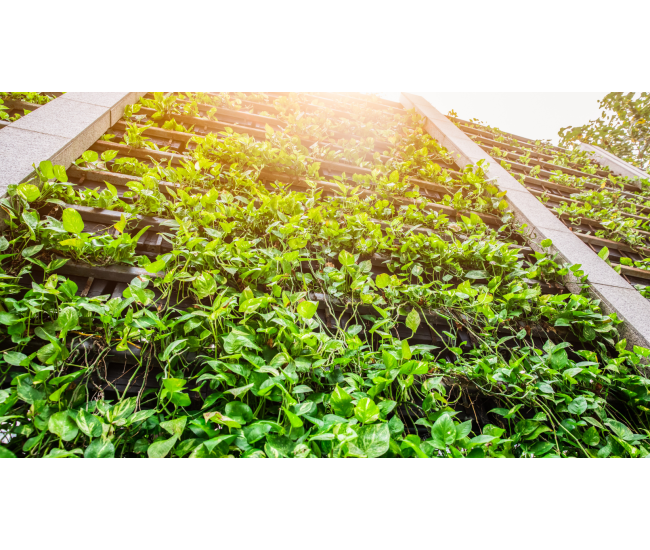3 Cursos en 1: Jardín Vertical Profesional, Cuadros Vivos y Huertas Verticales