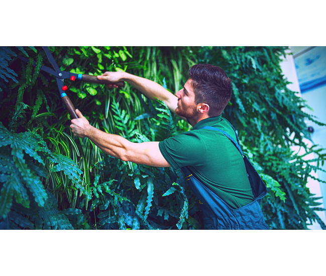 3 Cursos en 1: Jardín Vertical Profesional, Cuadros Vivos y Huertas Verticales