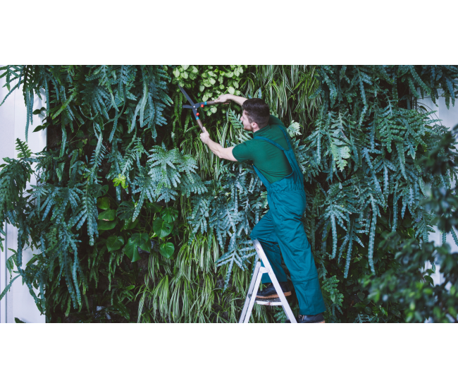 3 Cursos en 1: Jardín Vertical Profesional, Cuadros Vivos y Huertas Verticales
