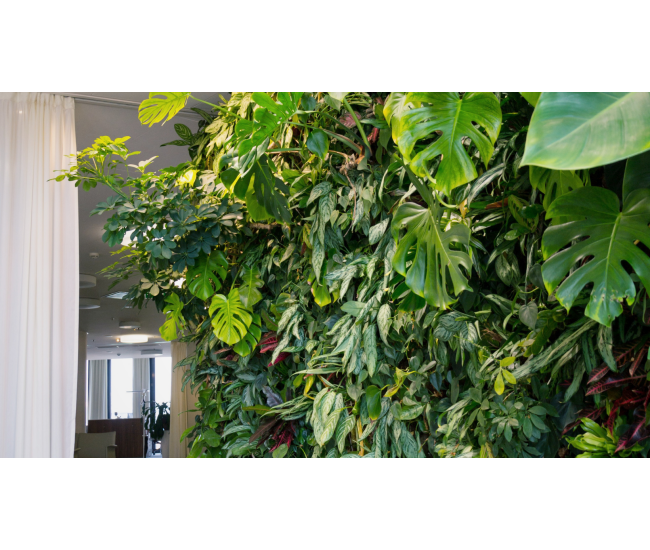 3 Cursos en 1: Jardín Vertical Profesional, Cuadros Vivos y Huertas Verticales