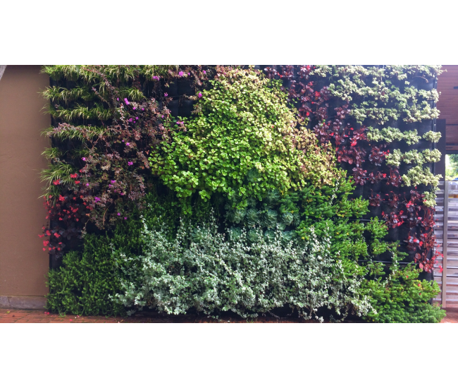 3 Cursos en 1: Jardín Vertical Profesional, Cuadros Vivos y Huertas Verticales