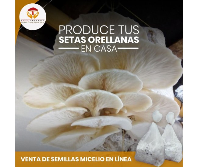 Producción Comercial de Setas Orellanas Champiñón Ostra