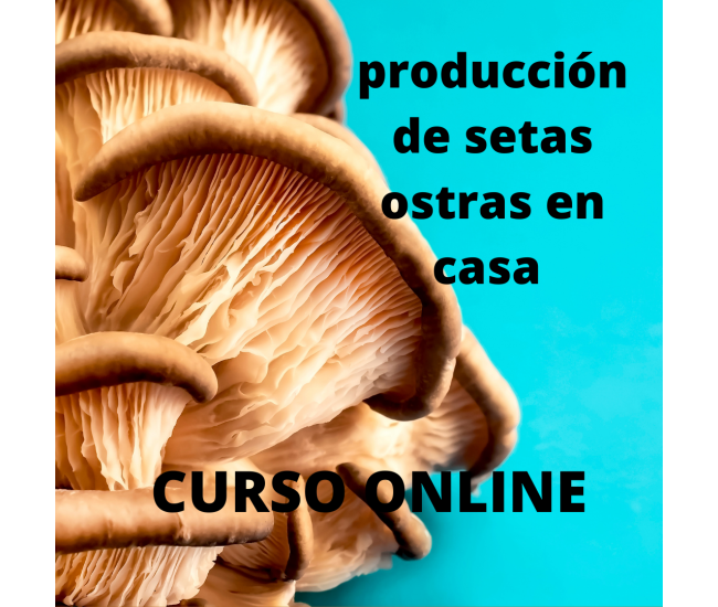 Producción Comercial de Setas Orellanas Champiñón Ostra
