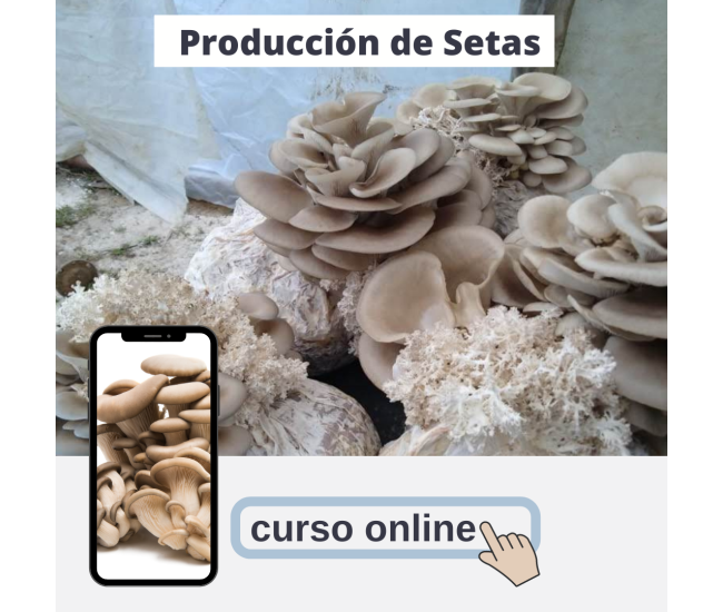 Producción Comercial de Setas Orellanas Champiñón Ostra